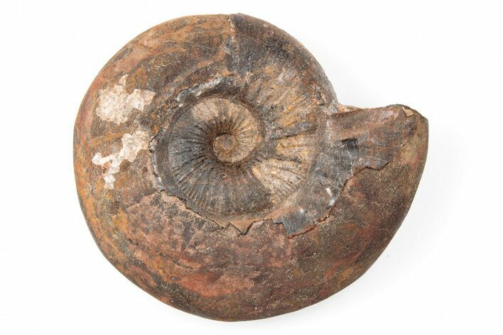 Iron Replaced Ammonite Fossil - Boulemane, Morocco #196584